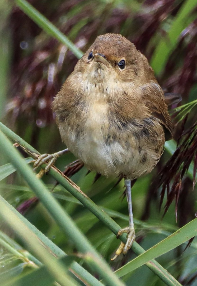Kudgemz's tweet photo. Juvenile Reed Warbler at @RSPBTitchwell #reedwarbler #bird @Natures_Voice https://t.co/sVMRSsX4jr