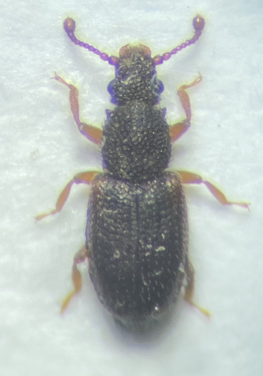 Adrian Dutton (@tbeetles) on Twitter photo Compost bin Monotoma, bicolor, longicollis, picipes and spinicollis. All from my sonโs compost bin, Derbyshire 2024. <a href="/ColSocBI/">Coleopterists Society of Britain and Ireland</a> Compost bin Monotoma, bicolor, longicollis, picipes and spinicollis. All from my sonโs compost bin, Derbyshire 2024. <a href="/ColSocBI/">Coleopterists Society of Britain and Ireland</a>