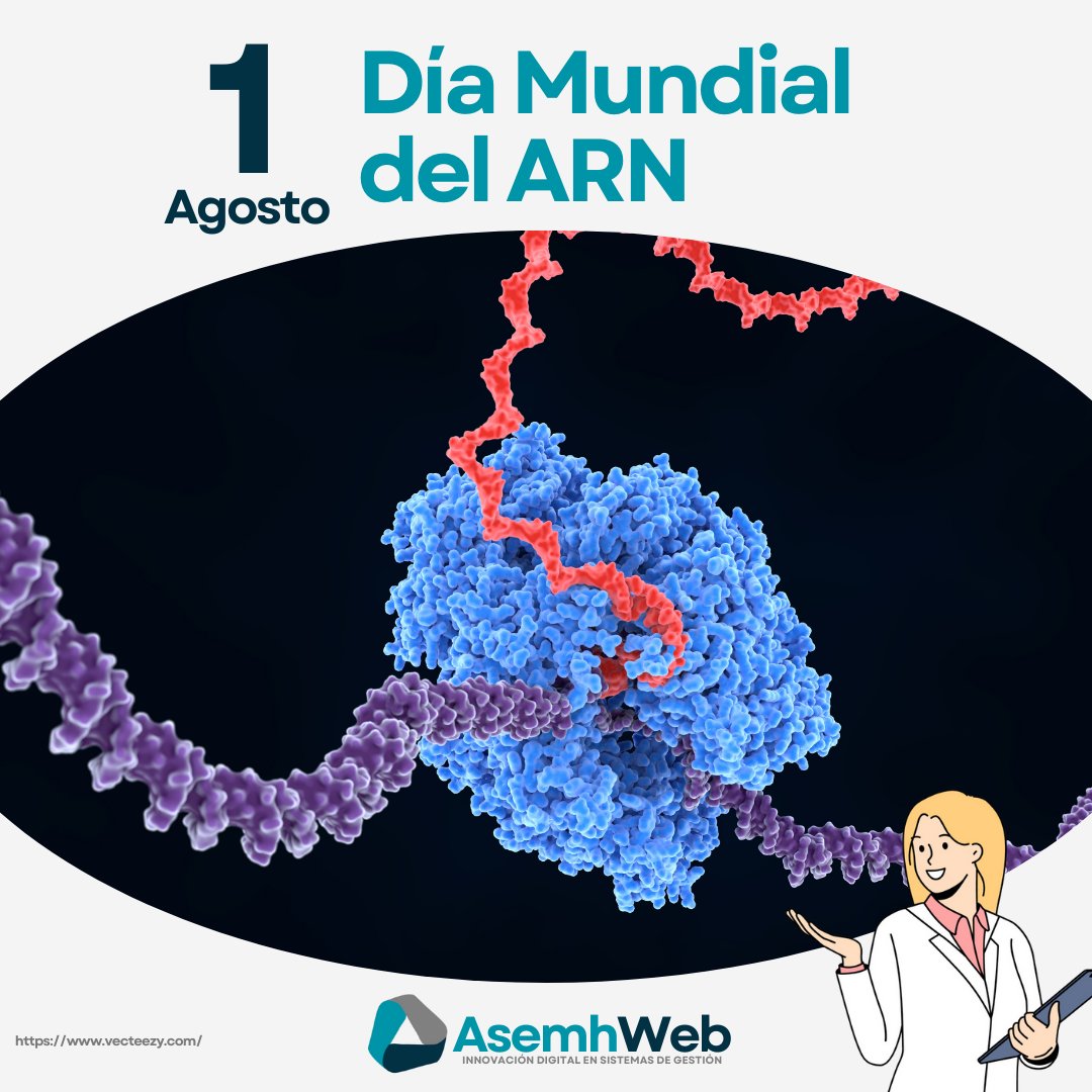 ASEMHWEB's tweet image. En el Día Mundial del ARN, celebramos el papel fundamental que este ácido nucleico juega en la biología molecular y la investigación genética. Los avances en el estudio del ARN están transformando la medicina y la biotecnología. 🧬🔬