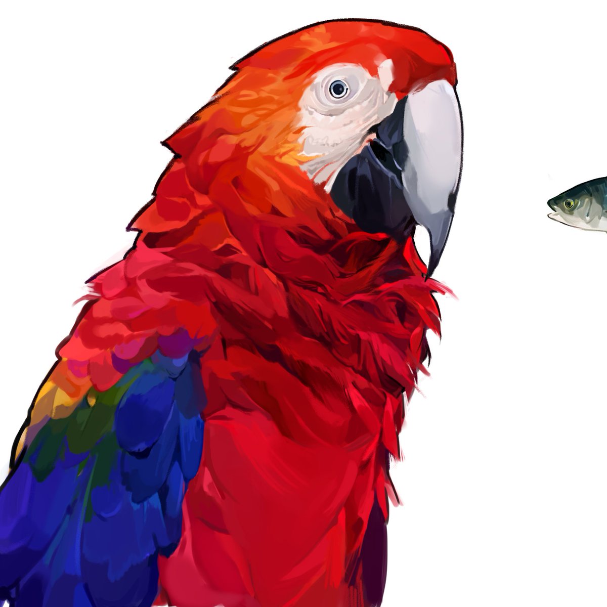 epfoshe0's tweet photo. Parrot Study 🦜 #bird #digitalart #art #study #artist #clipstudiopaint #illustrationart https://t.co/AeysJB3H25