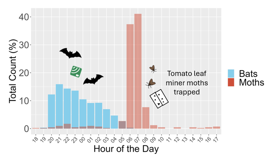 CohYuval's tweet photo. Join my talk at @ebrs2024 to hear about the trophic interactions between insectivorous bats and tomato leaf miner moths! 🦇🍅 Despite a large mismatch in diel activity patterns, we discovered high predation rates. Friday, 10:50~ @ Room 2

🗓️ Friday, 10:30-11:30 Session
📍 Room 2 https://t.co/5eKBqo1u50