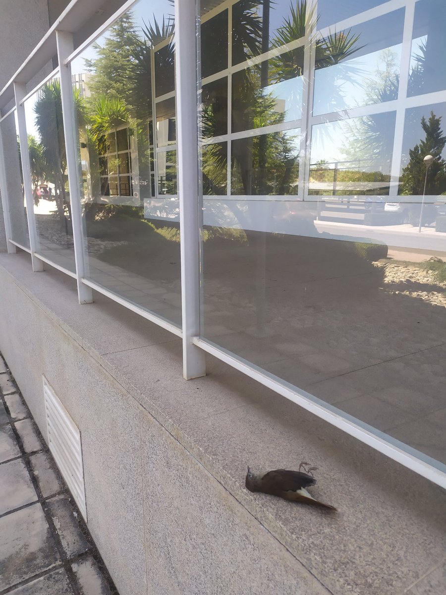 Un cristal de la <a href="/ujaen/">Universidad de Jaén</a> puso fin a la migración de este #ruiseñor. 
Durante estas semanas, para muchas aves tiene lugar el reto de la #migración, donde tendrán que enfrentarse a peligros naturales y antrópicos (cristales, atropellos, gatos, eólicas...) 
<a href="/SEO_BirdLife/">SEO/BirdLife</a>