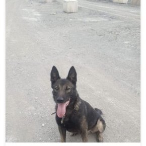 millypod1's tweet photo. Puma found but has injuries. Sending speedy recovery wishes. Thanks for RT's 😊🐕🐾

🆘3 SEPT 2024 #Lost PUMA #ScanMe
OLDER Belgian Shepherd (Tervuren) Male  
St Leonard's Road #Bradford #WestYorkshire #BD8 SEEN: near Daisy Hill Lane and Haworth Lane https://t.co/jyOXYIewHQ https://t.co/vXhdh576wd
