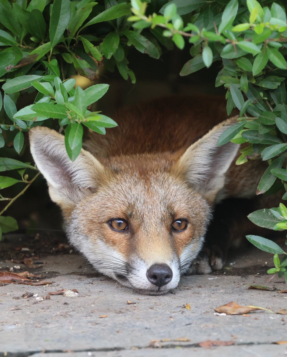 GP_wildlife's tweet image. Fox relaxing in the bushes #Fox #foxcub #Foxes #foxcubs #foxinmygarden #foxkit #fäks #fuchs #foxlovers #FoxOfTheDay #foxlove #volpe #zorro #urbanfox #urbanfox #WildlifeWednesday #wildlifephotography