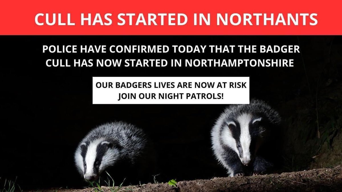 Very late confirmation from police that the cull starts tonight in Northants. Patrollers who thought they had a night of reprieve are now mobilising, angry and defiant. ##EndTheCull