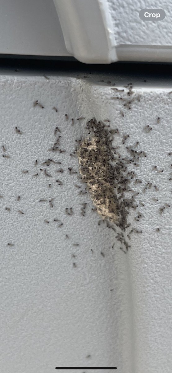 Newly hatched fall armyworms hanging out on the irrigation station this morning.
