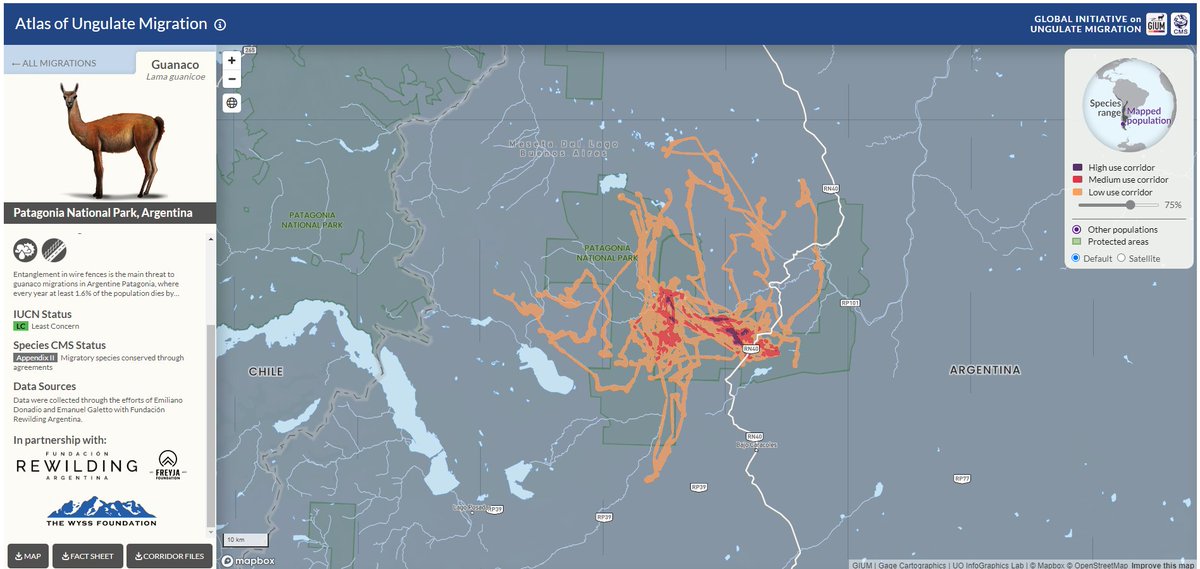 Jenny McKee, PhD (@jenny_howard9) on Twitter photo The new <a href="/migratinghooves/">Global Initiative on Ungulate Migration</a> <a href="/BonnConvention/">Convention on Migratory Species (CMS)</a> Atlas of Ungulate Migration that was unveiled today is STUNNING! 👏 Kudos to all who made this happen! See migrations and download corridor files and fact sheets from mule deer, wildebeest, guanaco, and more: cms.int/gium/resources… The new <a href="/migratinghooves/">Global Initiative on Ungulate Migration</a> <a href="/BonnConvention/">Convention on Migratory Species (CMS)</a> Atlas of Ungulate Migration that was unveiled today is STUNNING! 👏 Kudos to all who made this happen! See migrations and download corridor files and fact sheets from mule deer, wildebeest, guanaco, and more: cms.int/gium/resources…