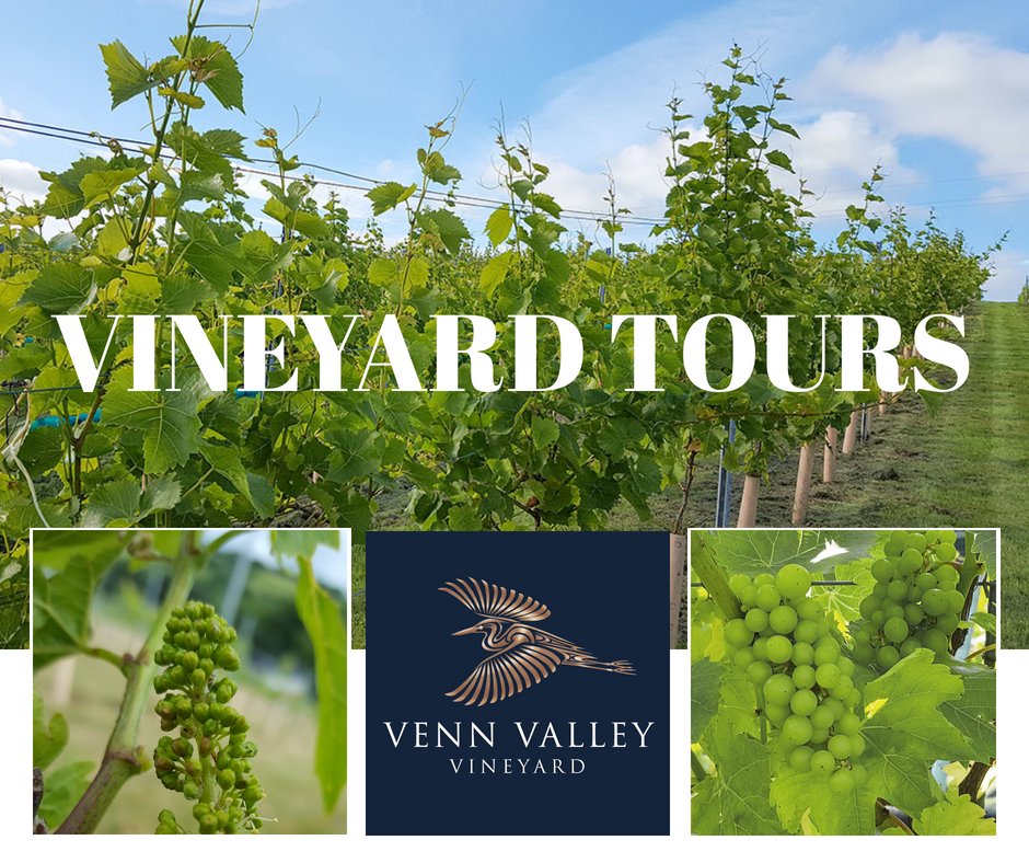 VennValley's tweet photo. ⭐ BOOK A VINEYARD TOUR IN NORTH DEVON! ⭐
Tours run from now 'til early October – two tours every Friday &amp; Saturday at 10.30am &amp; 2.30pm with a max of 10 people per tour.
👉 BOOK HERE: https://t.co/G6A6BYXTvN
#NorthDevon #WhatsOnDevon #EnglishWine https://t.co/wksLCJ2rJd