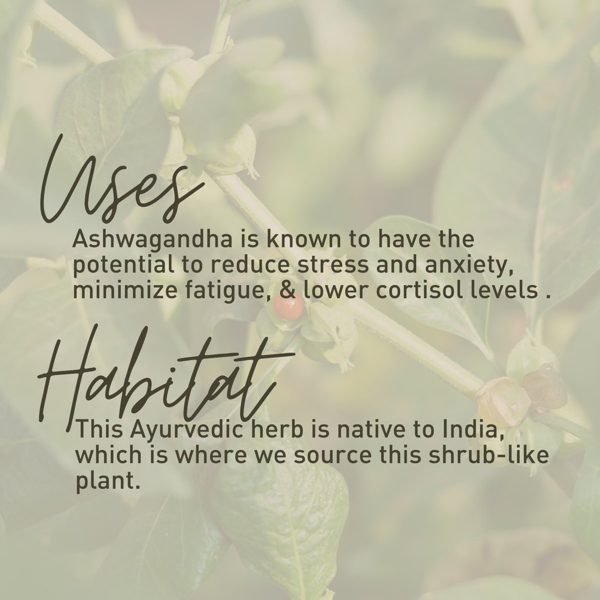 Enerhealth Botanicals tweet media