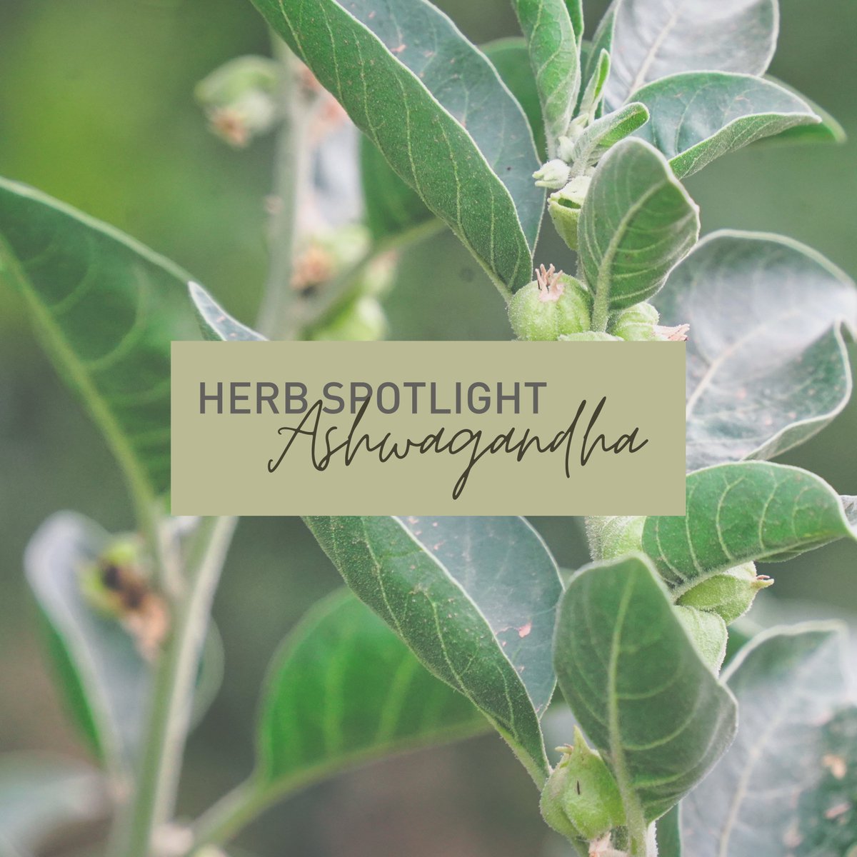 Enerhealth Botanicals tweet media