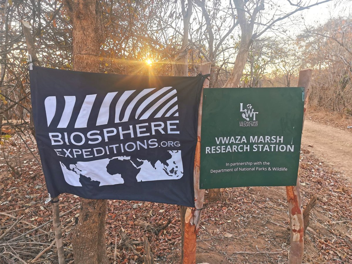 GloryMuva's tweet photo. Since 2021, I’ve become increasingly aware of the fact that biodiversity data plays an important role in shaping effective conservation and sustainability policies. 
#CitizenScience
#Expedition
#Malawi 
#BiodiversityData
#ThreadTwitter https://t.co/z5ZOgNzLfF