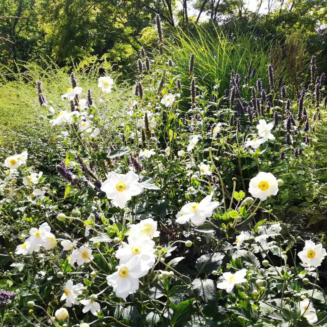 nienhold's tweet photo. 1957 fand die feierliche Eröffnung des Karl-Foerster-Gartens auf der Internationalen Gartenbauausstellung (iga) in #Erfurt statt. https://t.co/S9pTMGhWSd