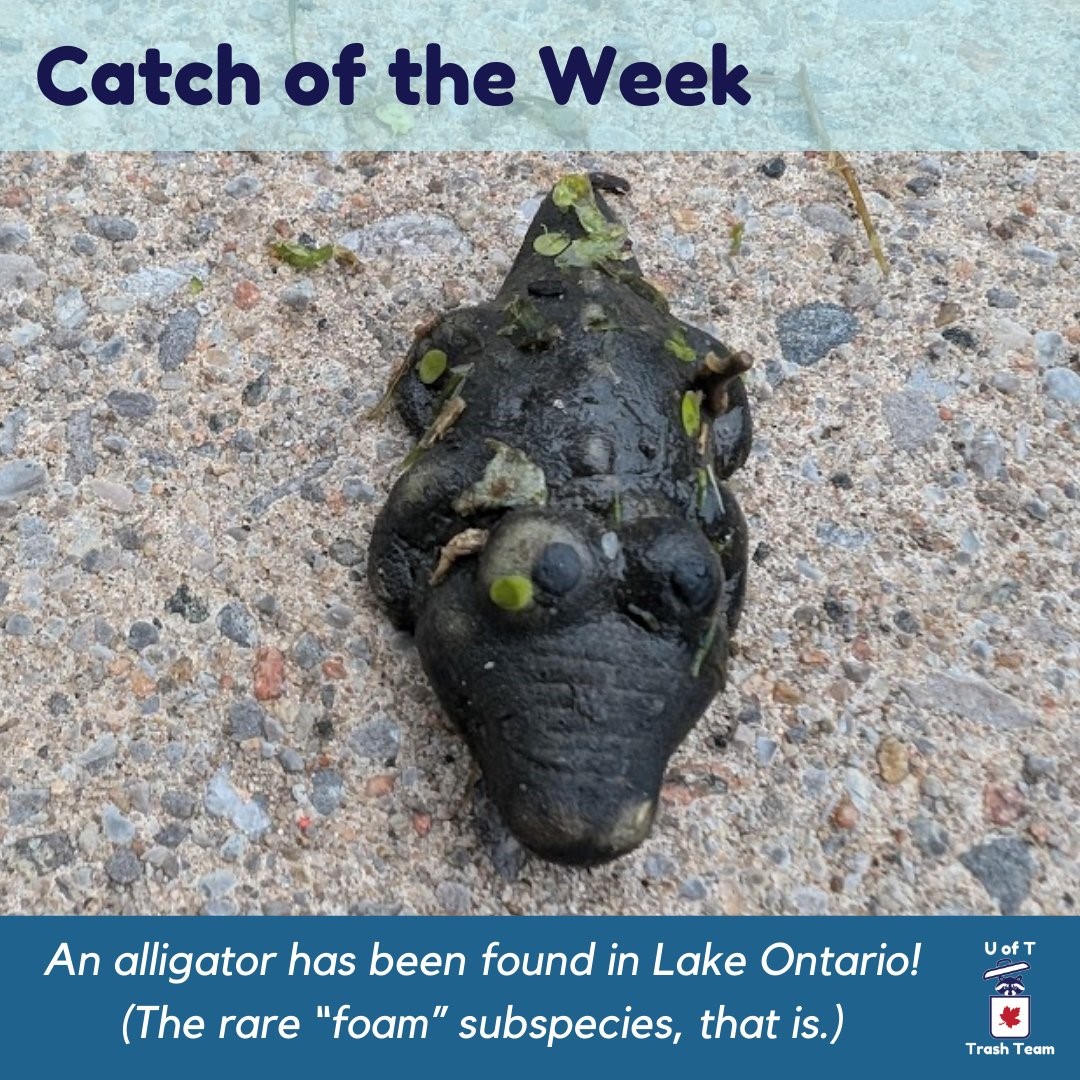 Toronto WasteSharks tweet media