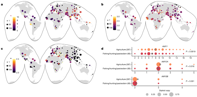 NotSoTiny_Life's tweet photo. Recurrent evolution and selection shape structural diversity at the amylase locus https://t.co/FO0qrn6J2l https://t.co/IGmrizhj4R