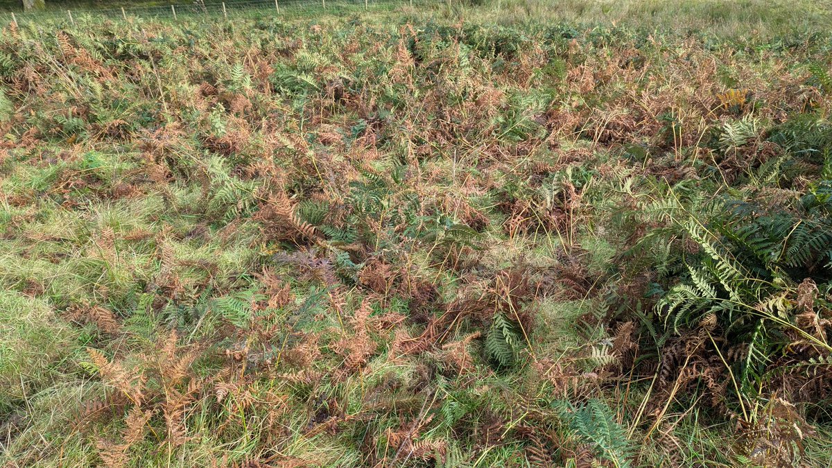 4 years ago this Bracken was shoulder high with a knee deep litter layer. 4 years of cattle and fell pony grazing, and you can now easily walk through it and a grass understory has even re-established.
You can see here how cattle break up and trample the Bracken.