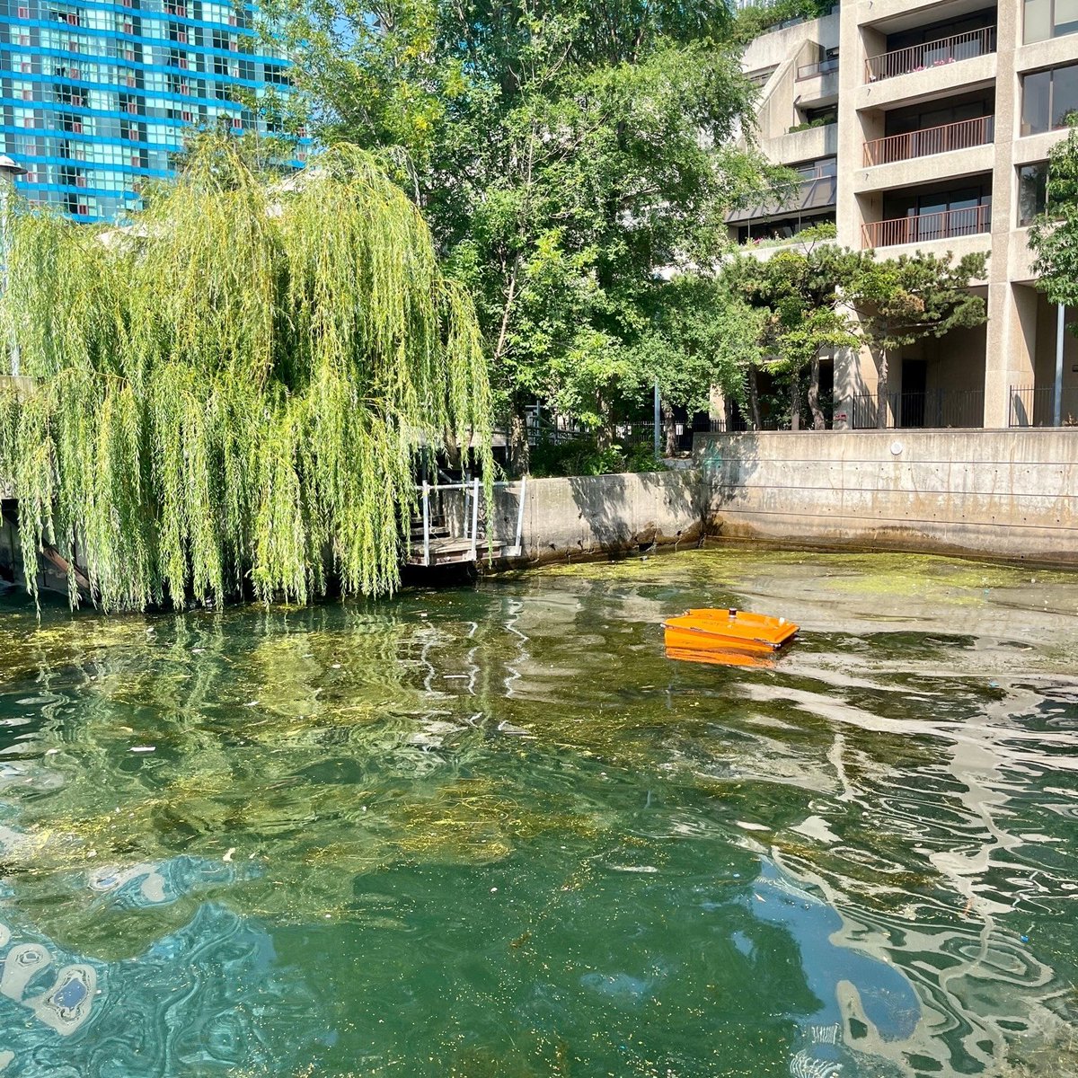 Toronto WasteSharks tweet media