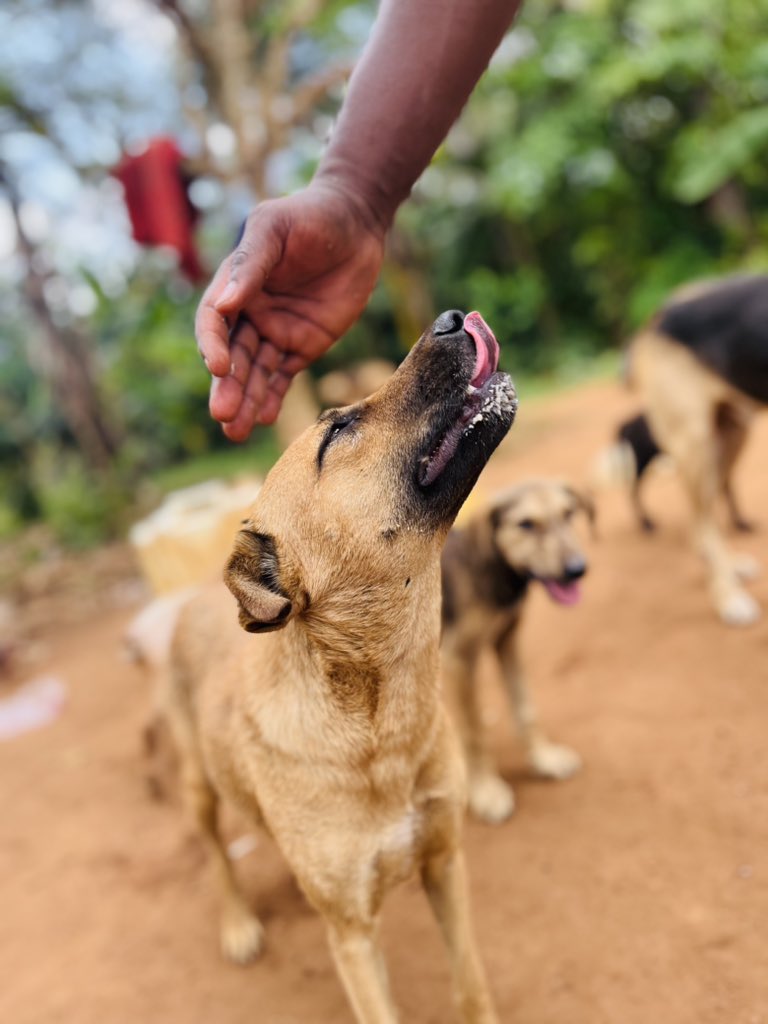 Barkingforlove's tweet photo. "FOOD EMERGENCY AT OUR SHELTER!
We're facing a critical situation - our shelter is completely out of food! We need your help to feed the hungry animals in our care.
Can you be a lifesaver today? We urgently need: A volunteer to donate a bag of dog food https://t.co/eXZYtxxKMA