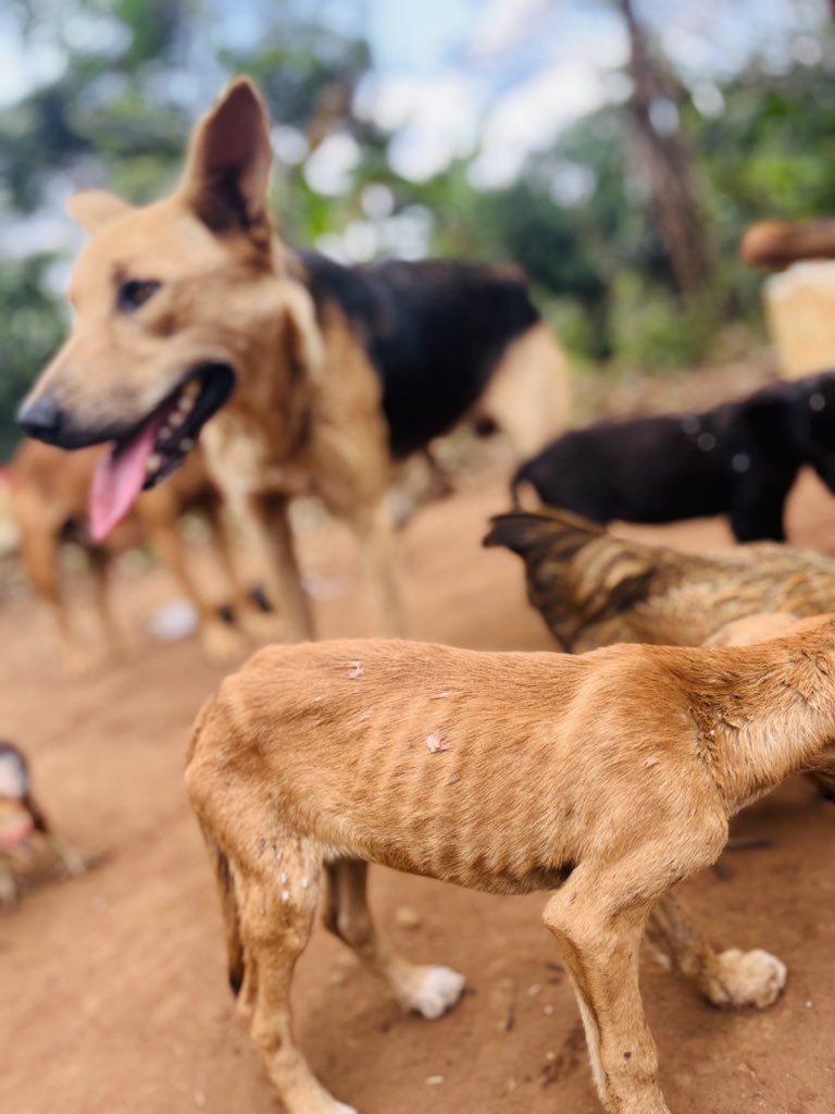 Barkingforlove's tweet photo. "FOOD EMERGENCY AT OUR SHELTER!
We're facing a critical situation - our shelter is completely out of food! We need your help to feed the hungry animals in our care.
Can you be a lifesaver today? We urgently need: A volunteer to donate a bag of dog food https://t.co/eXZYtxxKMA