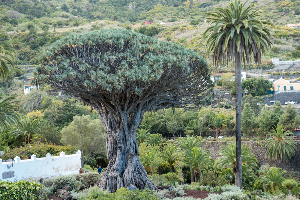 Consell de #boncatala del 4 de setembre:

El nom del «drago», aquest arbre del Marroc, les Canàries i Madeira, podria ser la castellanització del mot català «drac» (o «dragó»).

Recordem que uns mallorquins van ser dels primers europeus a establir-se a les Canàries.

Que corri.