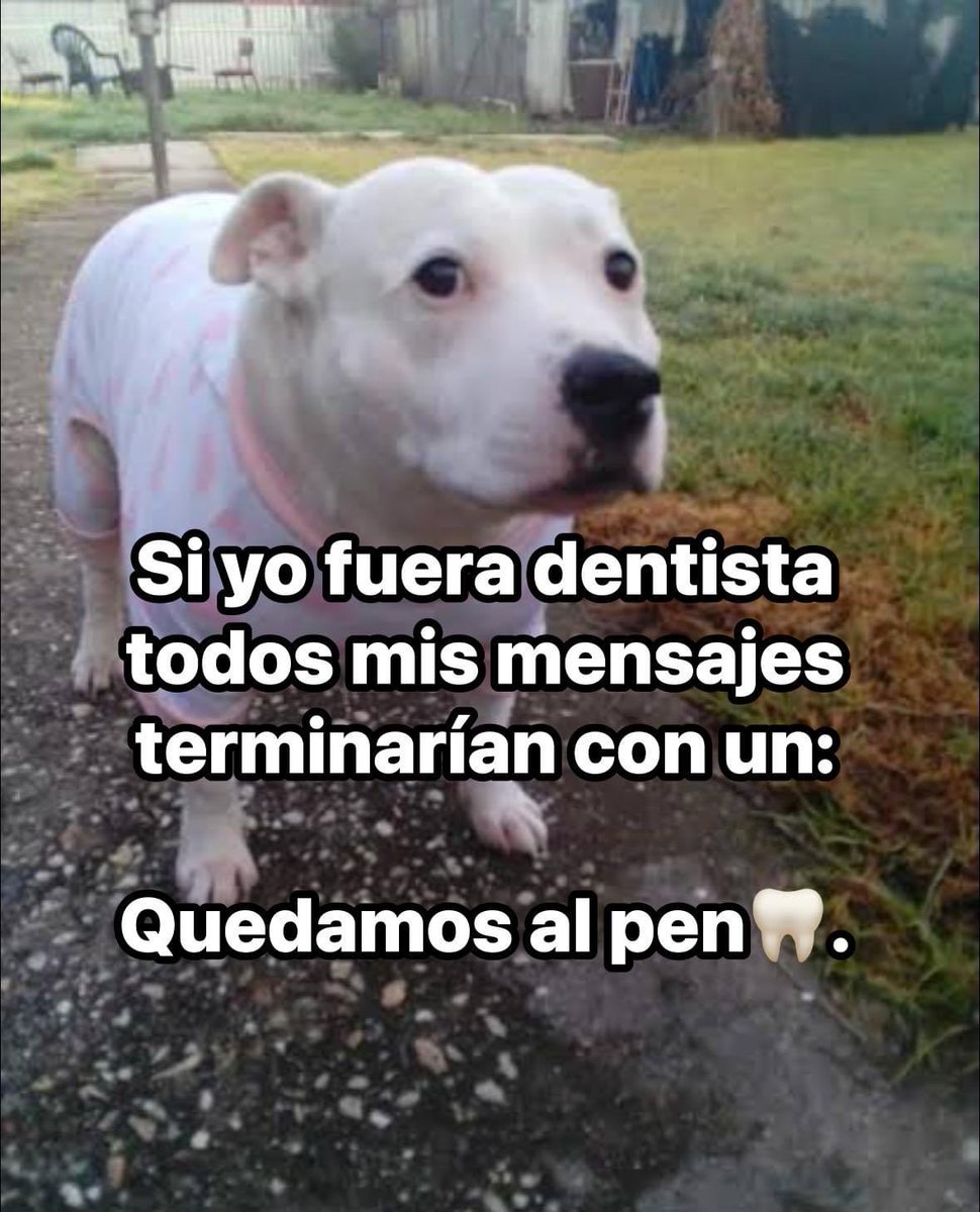 DiloConPerritos's tweet image. 🦷 🪥 🐶