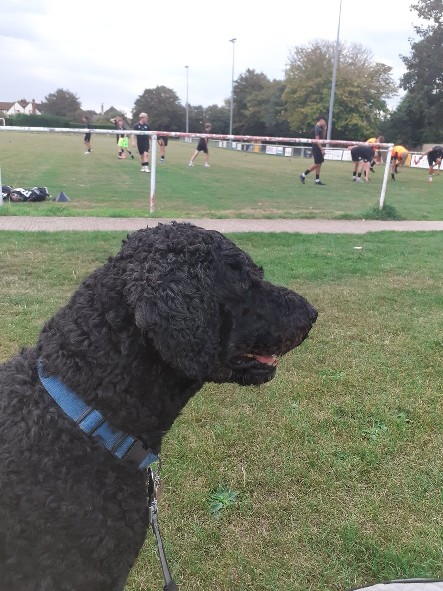 Match 6 of wk  &amp; CookBoy is at the Crouch, home of <a href="/seafordtownfc/">Seaford Town FC</a> as they host the <a href="/PT_FC/">Peacehaven & Telscombe Football Club</a> v <a href="/wood_utd/">Colliers Wood United FC</a> FA Yth Cup Prelim Rnd game. What's that you say Cook, 'you've got 11/20 <a href="/TheSCFL/">Premier Sports The SCFL</a> Div1 grounds &amp; you want to add to your Prem Div badge'. Unlikely mate as a few ban our 🐶 friends
