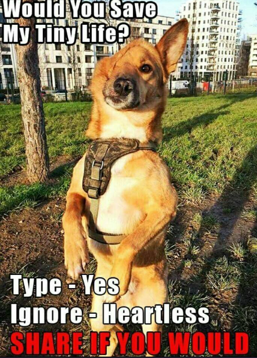 Beyond_theleash's tweet photo. Would You Save
My Tiny Life? https://t.co/TTYCP0rxBY