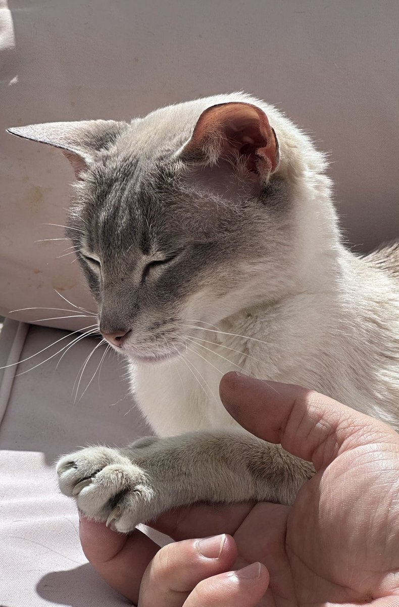 Birthday 🥳 boy Pounce! 15 yo!