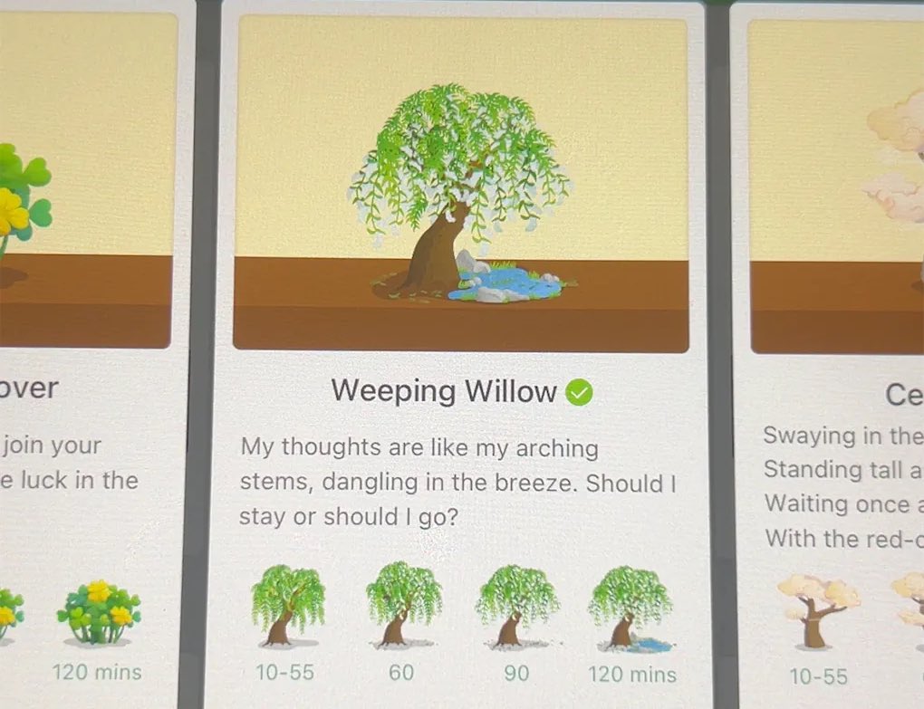 تم فتح شجرة الwillow🥳