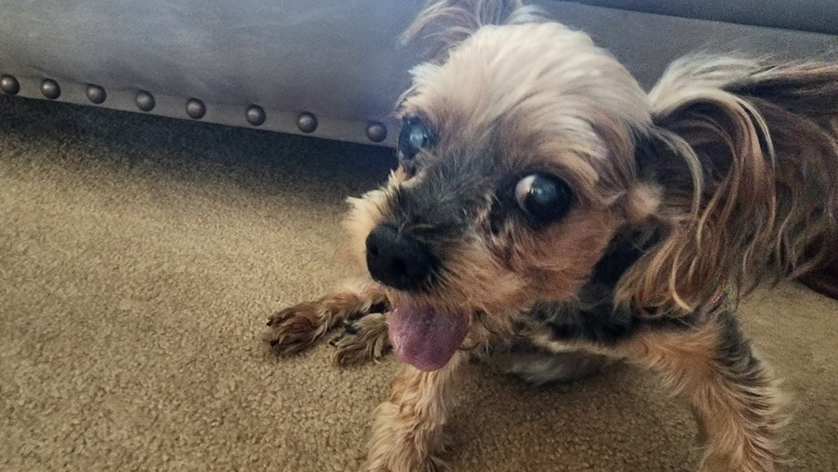 SaphireChick97's tweet photo. Last night was absolutely gut wrenching. My little man passed away last night. I miss him so much it’s killing me. I love you Lucky, forever and always. ❤️❤️❤️ https://t.co/gUvg17MsZF