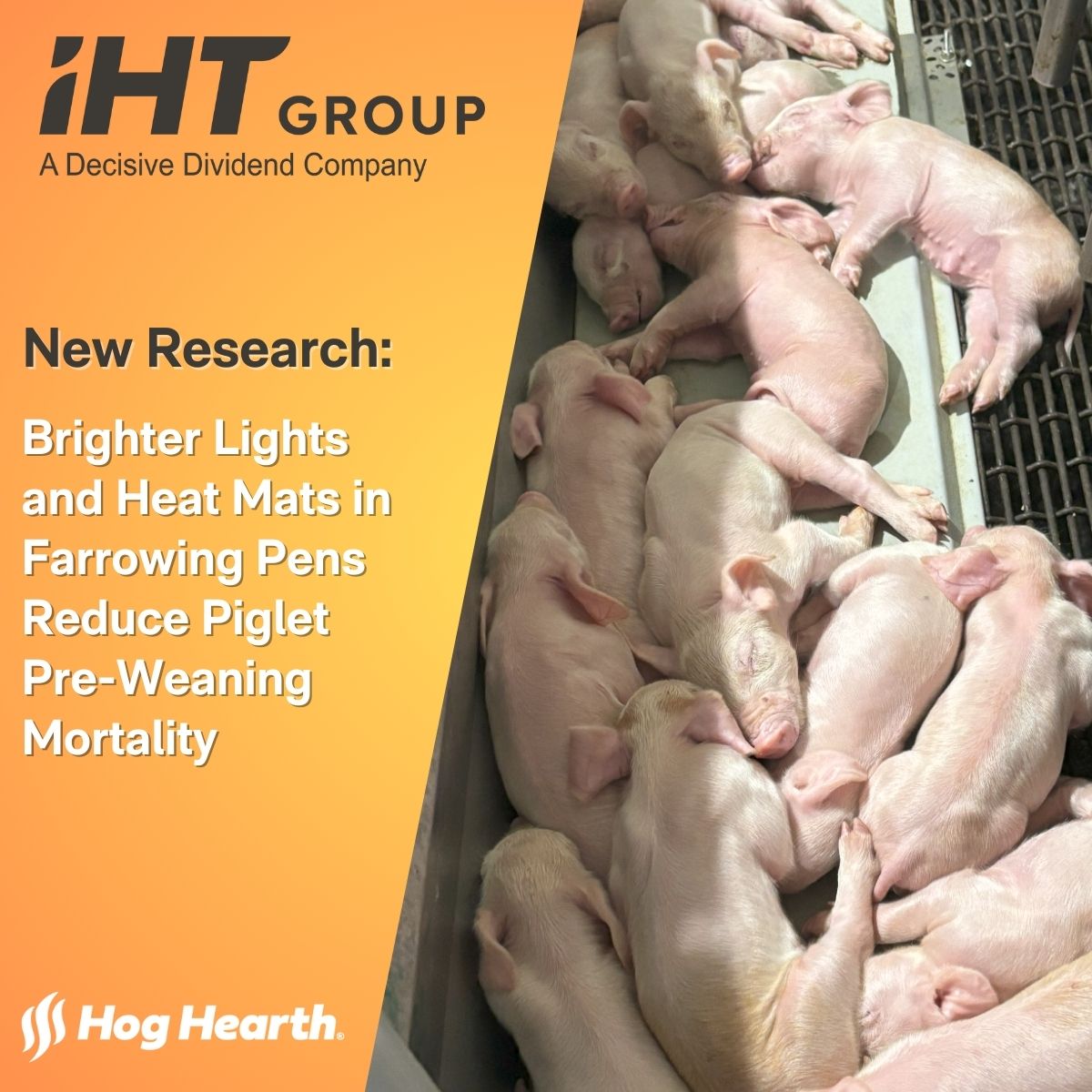 🔬 New study shows that brighter lights and warmer mats in farrowing pens can reduce piglet pre-weaning mortality!
Key findings:
1️⃣ Bright lights boost piglet safety 🕯️ 2️⃣ Warmer mats encourage piglet use of safe zones 🌡️

Learn more: bit.ly/3ZdfkypLear