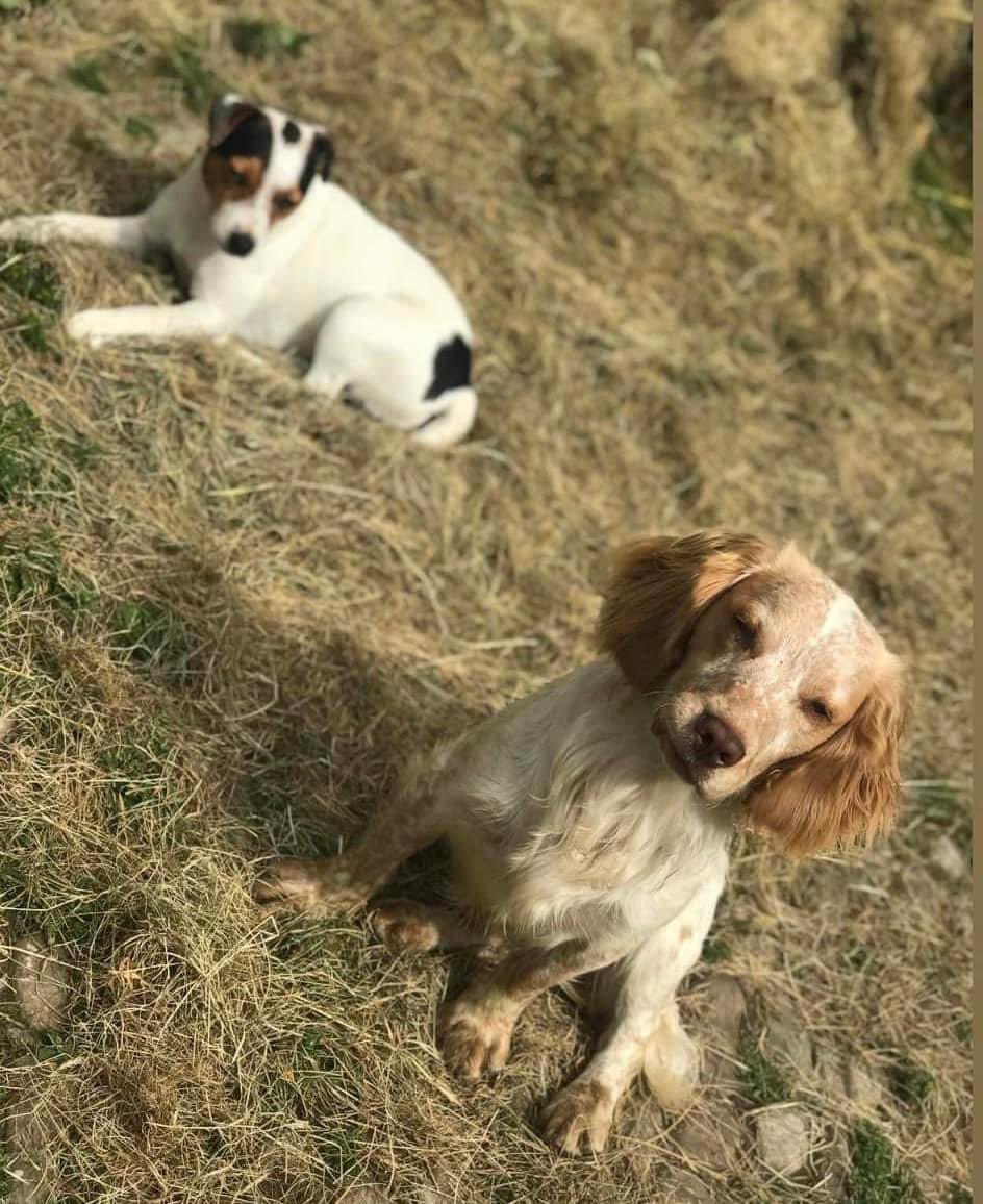 rosieDoc2's tweet photo. #SpanielHour 

ELVIS &amp; BO STILL NOT HOME 
MISSING SINCE OCTOBER 2023 

They went missing 3pm 22/10/23 #Mickley / #Hackfall area near #Ripon / #Masham #HG4 
LAST SEEN ON FOOTPATH BETWEEN WEST TANFIELD and NORTH STAINLEY 
https://t.co/HjZiWIh6pI

@JacquiSaid @alid2912 @RachaelB100 https://t.co/ht33iWgCVI