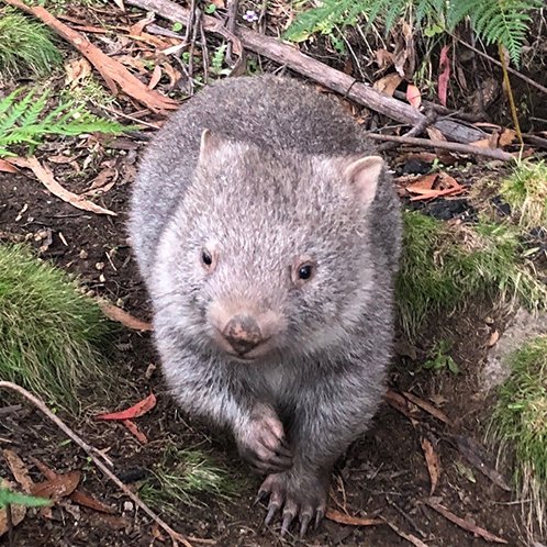Western Sydney University (@westernsydneyu) on Twitter photo The <a href="/WomSAT/">WomSAT</a> team, <a href="/dasyuridae/">Dr. Julie Old</a>, <a href="/hjstannard/">Hayley Stannard</a> with funding from the <a href="/NSWNationalPark/">NSW National Parks</a> and <a href="/fnpw/">Foundation for National Parks & Wildlife</a>, have developed a new training module to help #wombatwarriors treat and manage Sarcoptic mange in their local wombat populations. #wombat #WildOz
Read More👉bit.ly/3MxZhny The <a href="/WomSAT/">WomSAT</a> team, <a href="/dasyuridae/">Dr. Julie Old</a>, <a href="/hjstannard/">Hayley Stannard</a> with funding from the <a href="/NSWNationalPark/">NSW National Parks</a> and <a href="/fnpw/">Foundation for National Parks & Wildlife</a>, have developed a new training module to help #wombatwarriors treat and manage Sarcoptic mange in their local wombat populations. #wombat #WildOz
Read More👉bit.ly/3MxZhny
