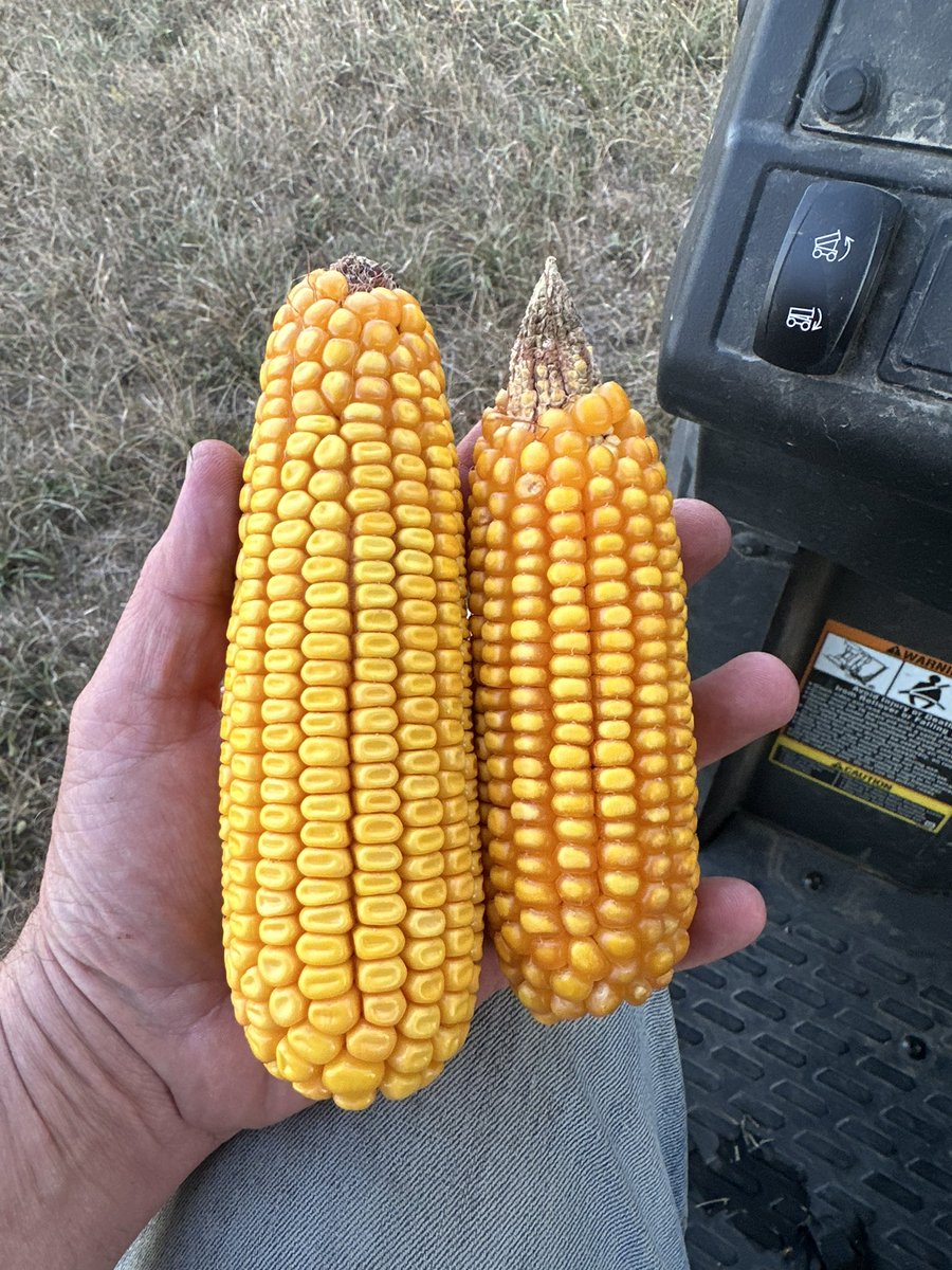 Cody Kirkpatrick tweet media