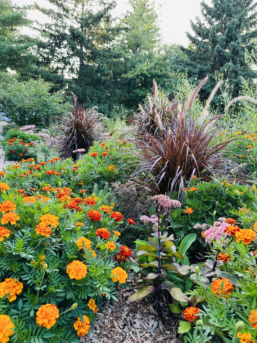 Pha Thaprawat (@phathaprawat) on Twitter photo Our driveway garden
How it started vs how it’s g(r)o(w)ing! Our driveway garden
How it started vs how it’s g(r)o(w)ing!