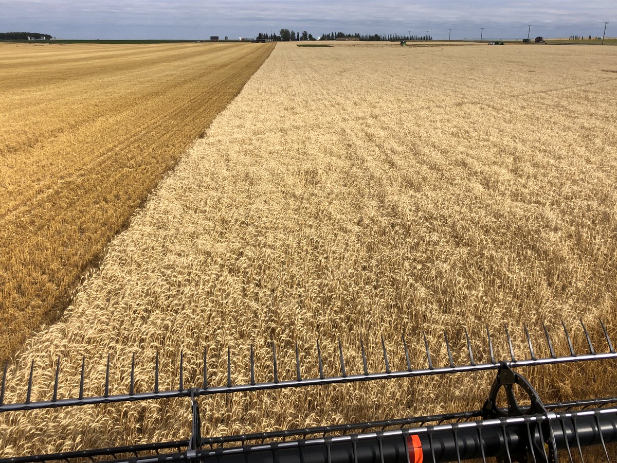 SpecialtySeeds's tweet image. Harvested AAC Oakman VB this morning. This new HRS wheat should be good for sawfly management. Yields well and stands well. Registered seed available for seed growers now. ⁦@SeCanTrent⁩