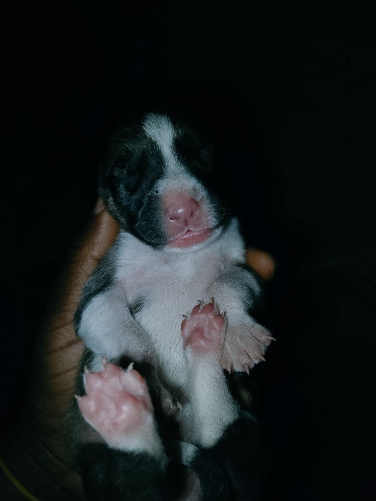 My love for puppies is on another level🌹❤️