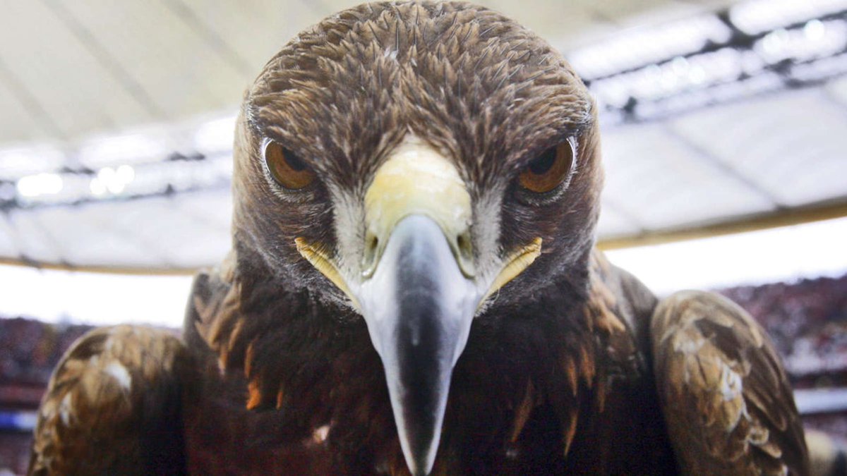 Die Vorstrafen der Bundesliga Maskottchen (Part 2)

Los geht’s 
(1/9)
