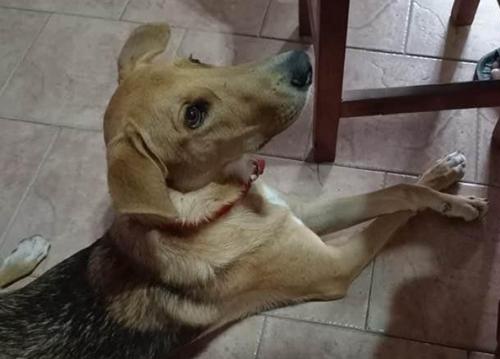 ⚠️ ESTAMOS BUSCANDO A MILO ⚠️

MILO TIENE FAMILIA Y LO ESTAMOS BUSCANDO! Se perdió el 01/09. Macho de 3 años, pecho blanco. ZONA BURZACO / LONGCHAMPS (ROTONDA DEL VAPOR, AVENIDA ESPORA, CORIMAYO)

Si lo ven por favor retenerlo y llamar al 1151108733. Gracias!