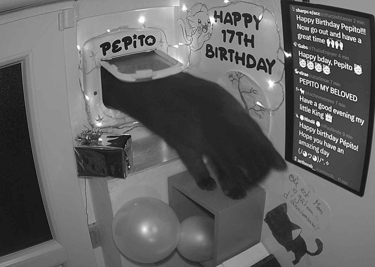 PepitoTheCat's tweet image. Pépito is back home (22:09:32)