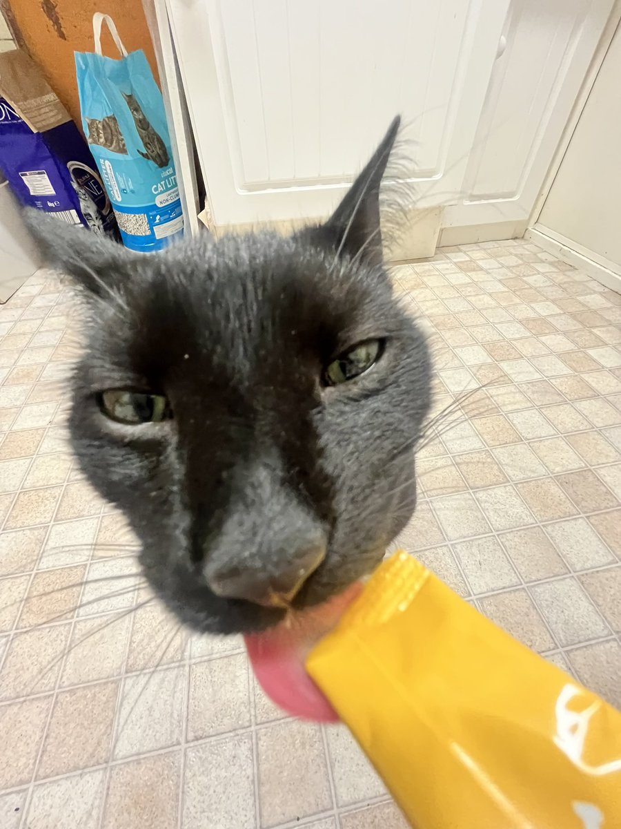 courtsostrich's tweet photo. I have to share these golden pictures I’ve taken of my cat tonight while giving him a lil treat https://t.co/RGVzMnOJtM