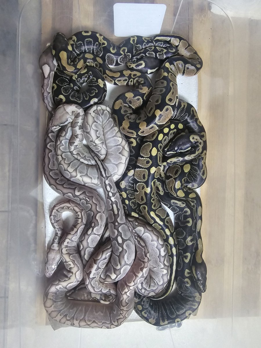 KaoticMorphz's tweet image. CLUTCH #2 🐍
WAITING TO SHED OUT 😁
PAIRING WAS GHI BAMBOO FIREFLY X (VPI) AXANTHIC
#KAOTICMORPHS
#BABYBALLPYTHON