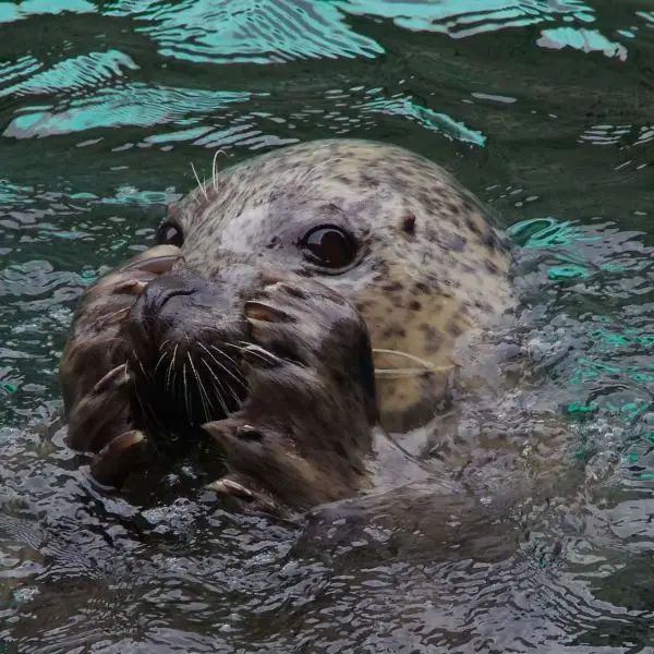 seals kind of 🍉🏳️‍⚧️🦭 tweet media