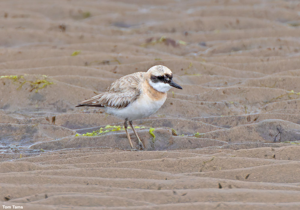 Comment distinguer les Gravelots de Leschenault (Anarhynchus leschenaulti) et mongol (A. mongolus) ? ➡️ Cliquez sur ce lien pour en savoir plus : ornithomedia.com/pratique/ident… #oiseaux #birds #ornithologie  #ornithology <a href="/tc271/">Tim Cowley</a> <a href="/NatNewbiggin/">Natural Newbiggin</a> <a href="/WhitleyBirder/">Jack Bucknall</a> @sibechat