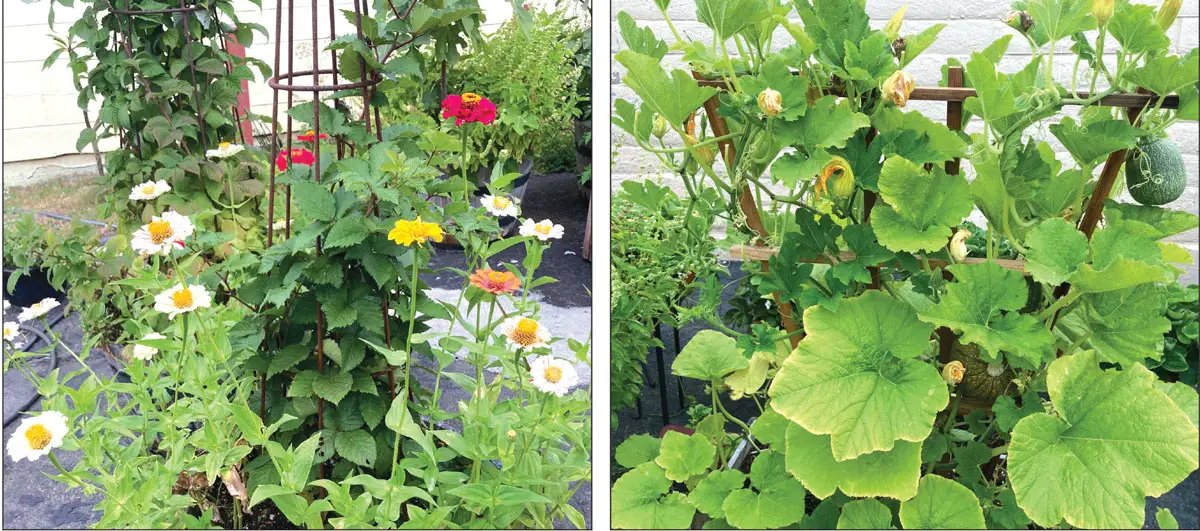 EncinitasKick's tweet image. Start planning your next small garden now dlvr.it/TCqbZz