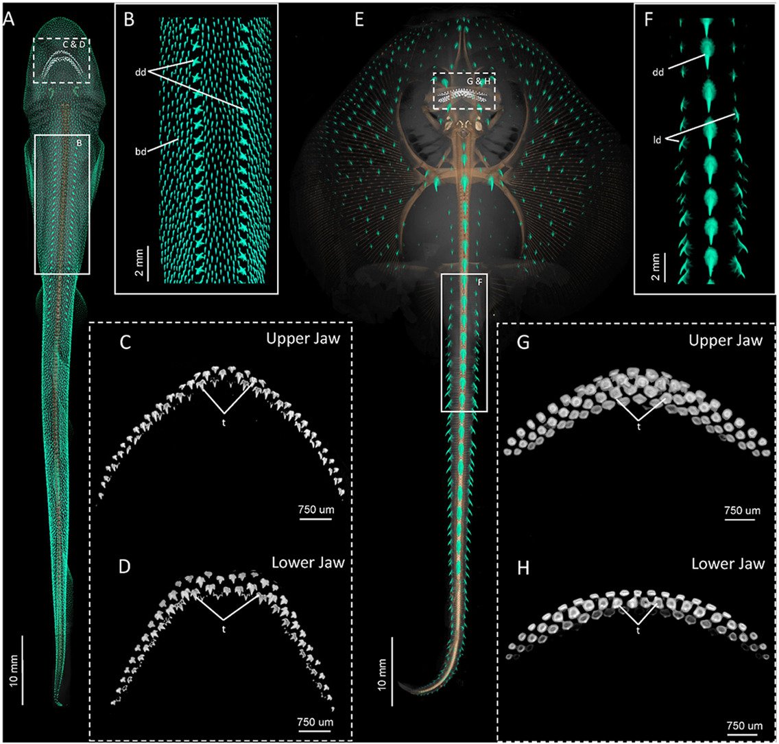 Gareth Fraser tweet media
