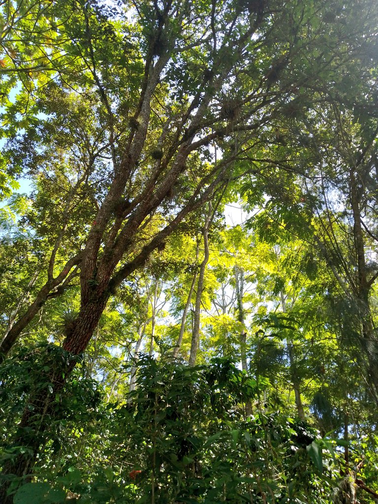 caffe1100m's tweet photo. Finca Los Manantiales en Tlavictepan Huatusco Veracruz México. https://t.co/r0gsXhGl6h