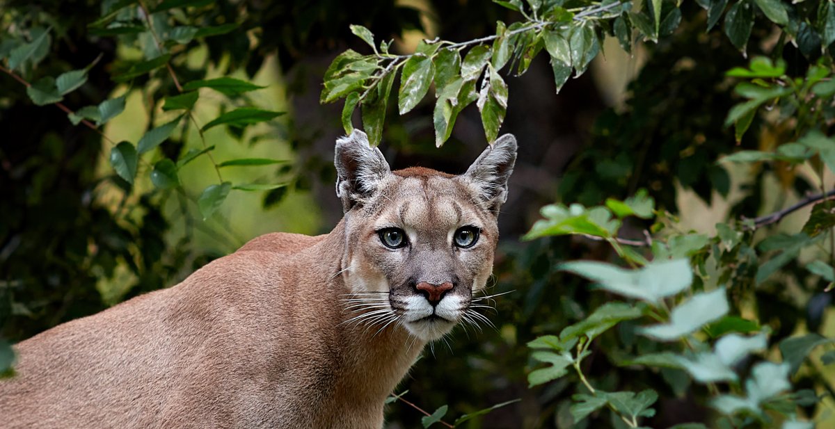Father Springs Into Action, Fights Off Mountain Lion That Attacked 5-Year-Old dlvr.it/TCqcDN