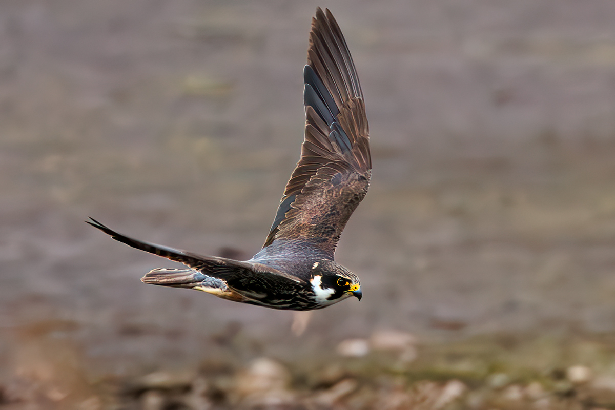 Derek Lees (@derek_lees) on Twitter photo Hobby (Falco subbuteo)
Taken at Ladywalk NR (WMBC members only), North Warwickshire, UK.
04/09/2024
#Hobby #BirdofPrey
@Ladywalk_nr
<a href="/WestMidBirdClub/">West Midland Bird Club</a>
@WestMidsBirding Hobby (Falco subbuteo)
Taken at Ladywalk NR (WMBC members only), North Warwickshire, UK.
04/09/2024
#Hobby #BirdofPrey
@Ladywalk_nr
<a href="/WestMidBirdClub/">West Midland Bird Club</a>
@WestMidsBirding