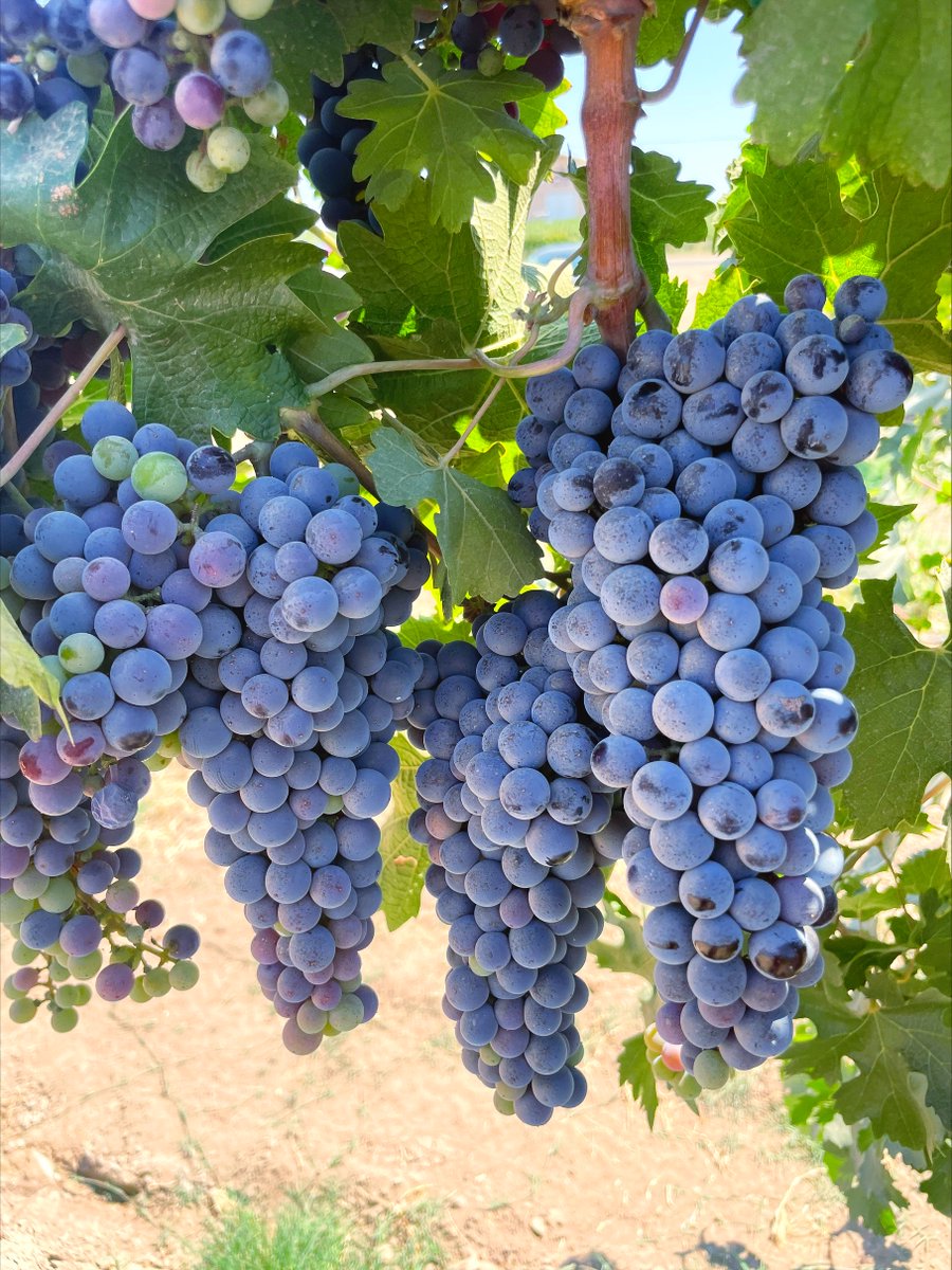 ✨Almost there! 
.
#broncowineco #sustainablefarming