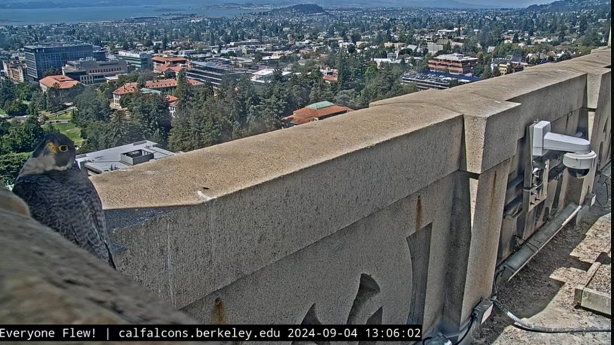 Archie wondering why the webcams are still acting wonky.